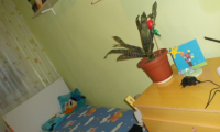 Apartament|Garsoniera de vanzare - Brasov, Brasov