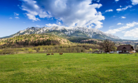 Vila|Casa de vanzare - Zizin, Brasov