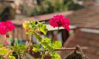 Apartament|Garsoniera de vanzare - Brasov, Brasov