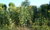 Teren de vanzare - Satu Mare, Satu Mare