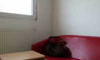 Apartament|Garsoniera de inchiriat - Timisoara, Timis